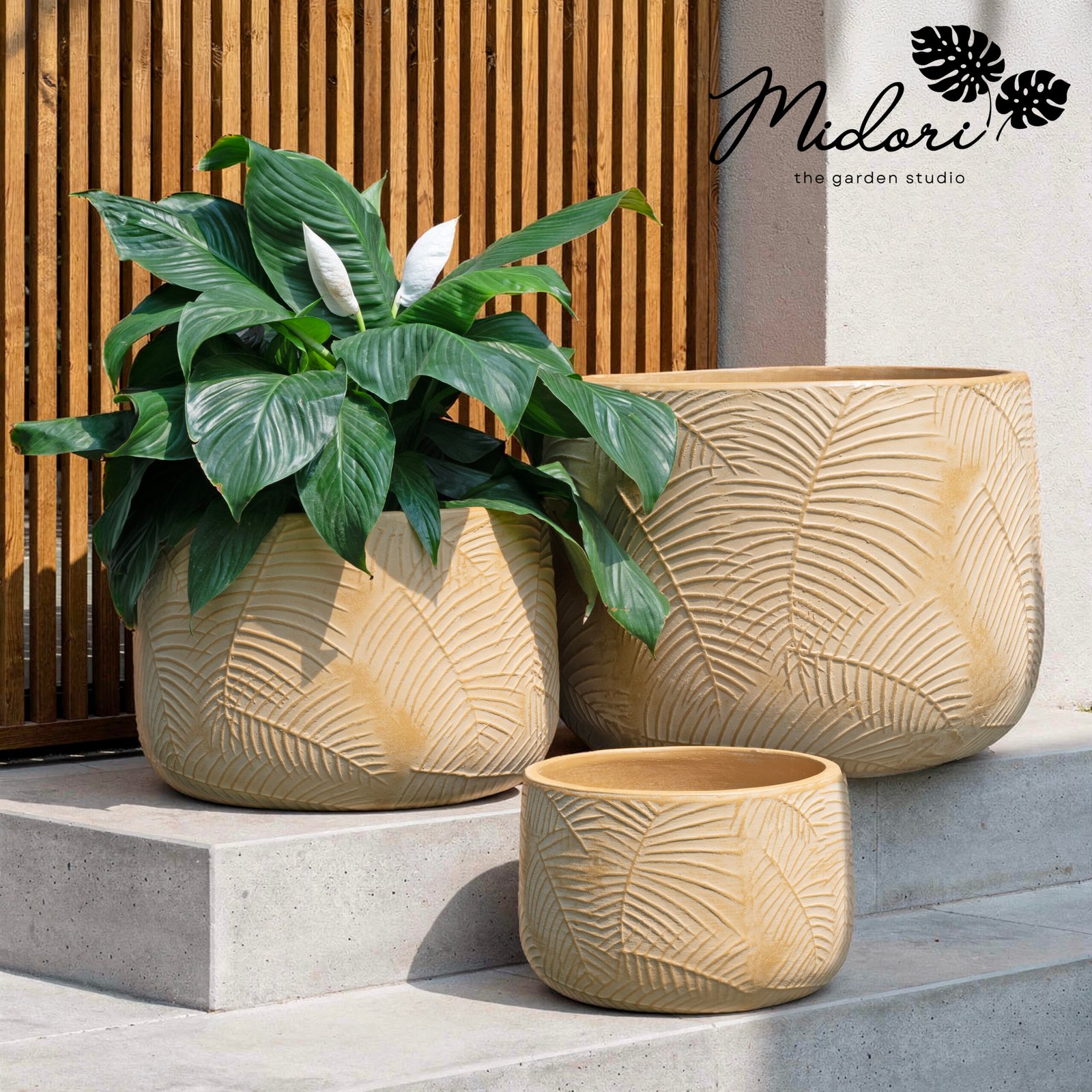 Areca from Botanica Collection - Image 2