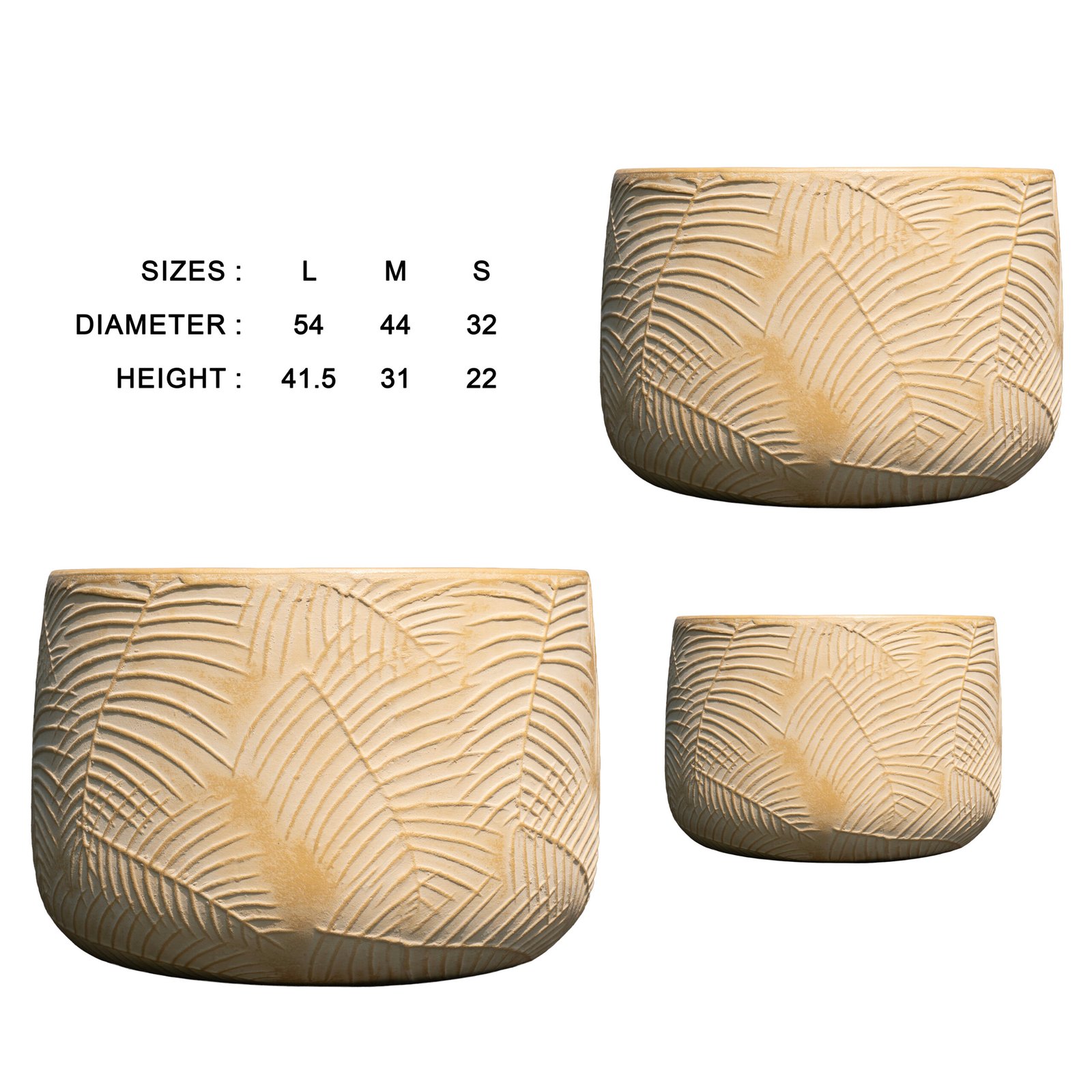 Areca from Botanica Collection - Image 3